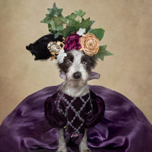 Shelter Pets Project - Whimsee