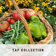 TAF Collection