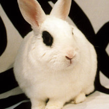 Roebling the Brooklyn Bunny