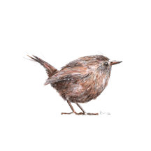 My Little Wren