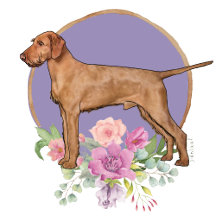 Wirehaird Vizsla