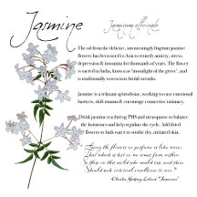 The Herb Jasmine