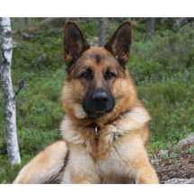 German Shepherd Dog Lovers