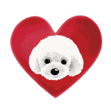 Poodle dog ♥