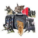 Creative Canine Images