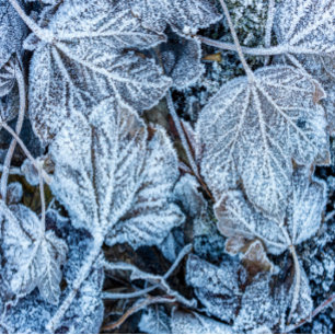 Ruban En Satin Fête de Noël Bleu Feuille Neige Vacances d'hiver