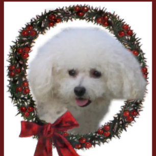 Cartes Pour Fêtes Annuelles Noël de Bichon Frise