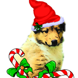 Cartes Pour Fêtes Annuelles Noël à Collie Puppy