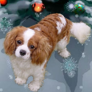 Cartes Pour Fêtes Annuelles Cadeaux de Noël Cavalier King Charles Spaniel