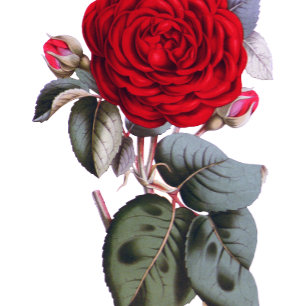 Invitation Chic rouge Bourgogne rose. Mariage de luxe floral