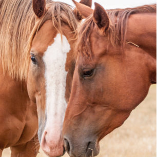 Invitation Chevaux qui se câlinent dans un pâturage