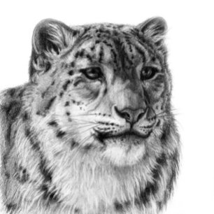 Papier Cadeau Leopard De Neige À Main