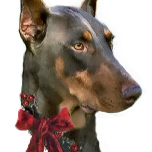 Cartes Pour Fêtes Annuelles Noël de Pinscher de dobermann