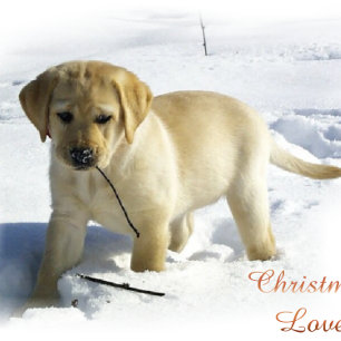 Cartes Pour Fêtes Annuelles Labrador Retriever Cadeaux de Noël