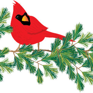 Cartes Pour Fêtes Annuelles Cardinal rouge de Noël perché sur une branche de p