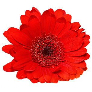 Red Gerbera Faire-part de mariage personnalisée