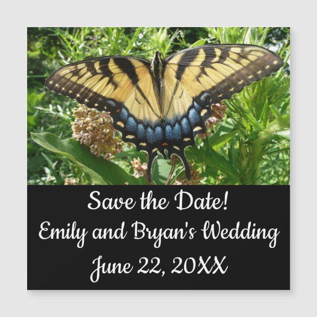 Swallowtail Butterfly II at Shenandoah (Devant)