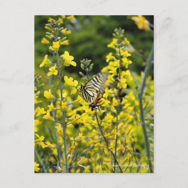 Swallowtail : Carte Postale ポ ー ド (Devant)