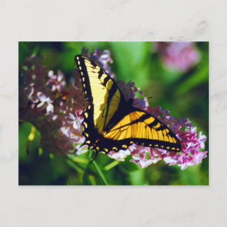 Swallowtail sur carte postale Lilac