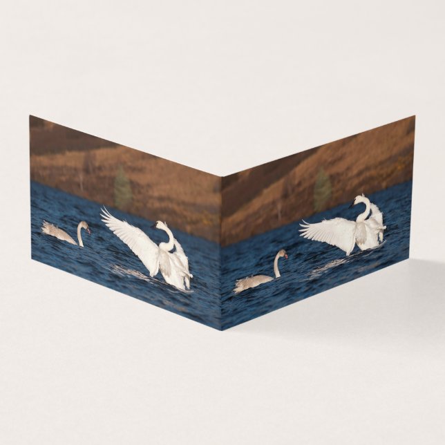 Swan (Outside)