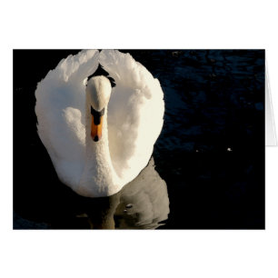 Swan