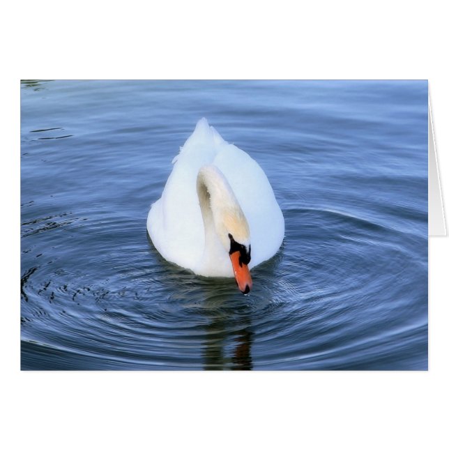 Swan #2 (Devant horizontal)