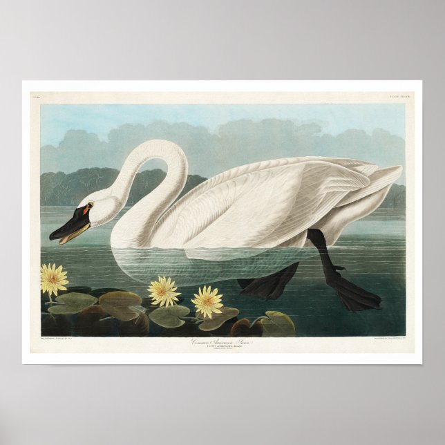 Swan commun américain par Audubon Poster (Devant)