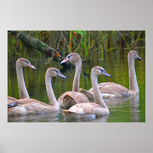Swan Poster (Devant)