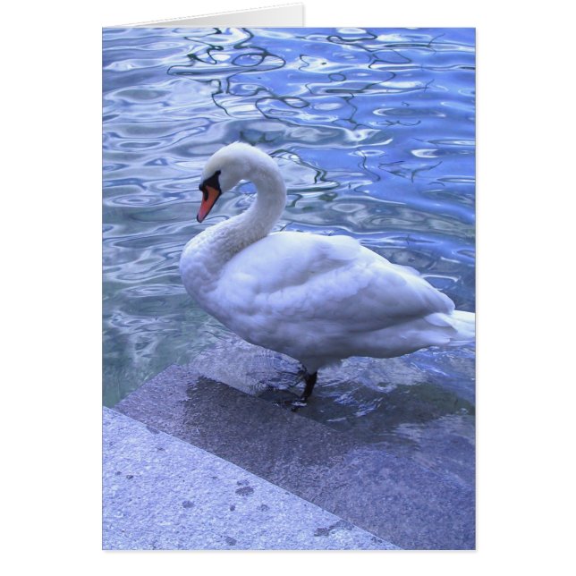 Swan suisse (Devant)