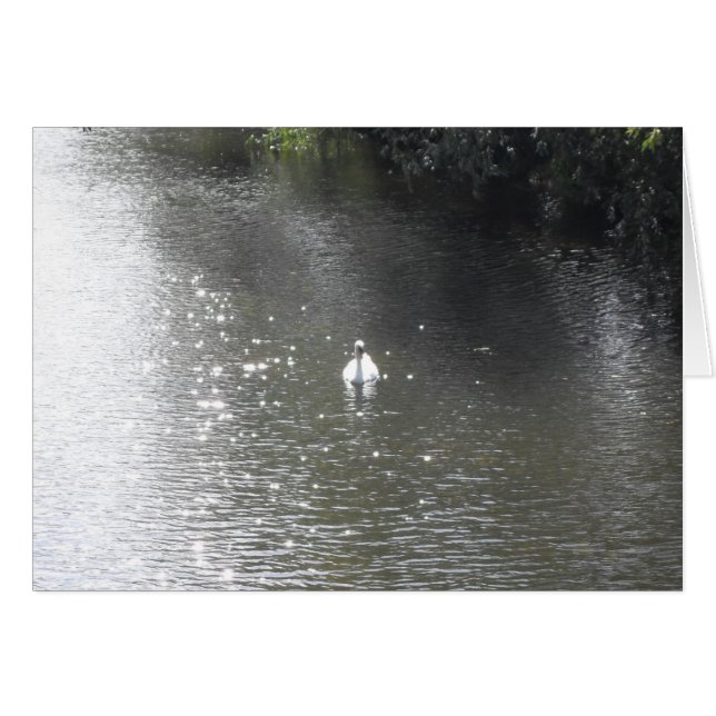 Swan sur la rivière (Devant horizontal)