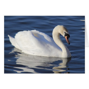 Swan sur un lac