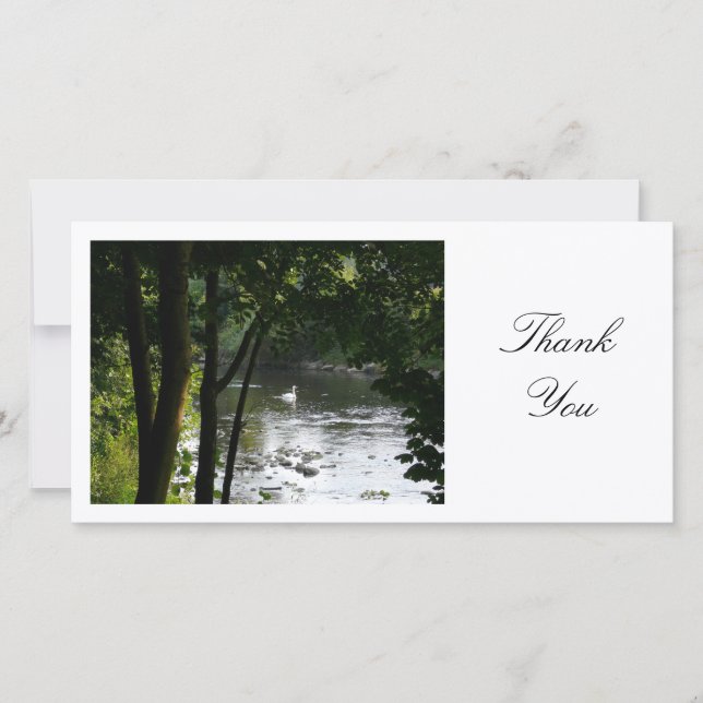 Swan sur une rivière - Merci (Devant)