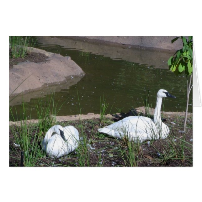 Swans (Devant horizontal)