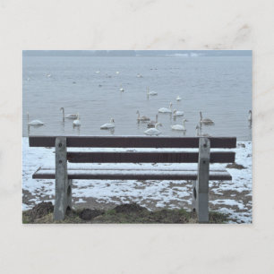 Swans, lac et banc - carte postale
