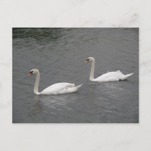 Swans sur la carte postale de la rivière