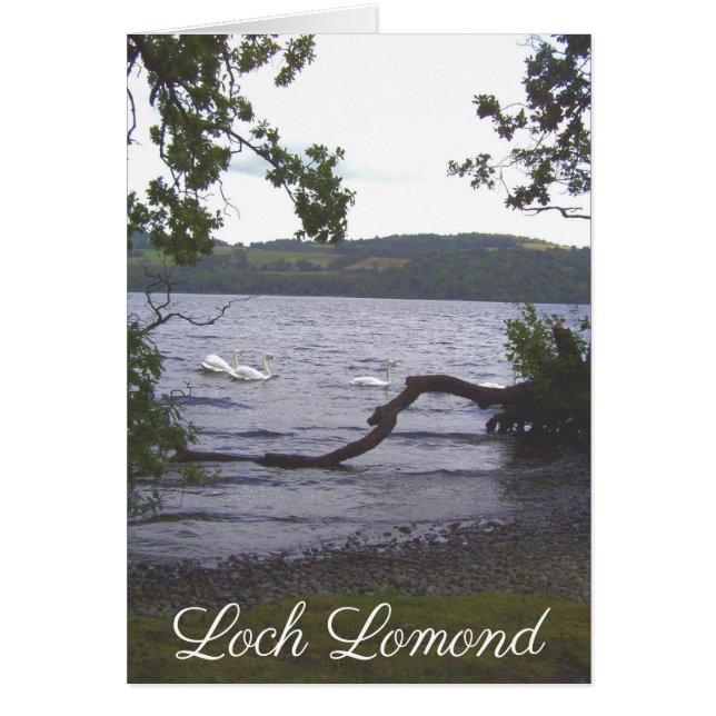 Swans sur Loch Lomond (Devant)