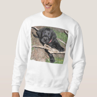 Sweatshirt âge noir de chiot de laboratoire 6 semaines