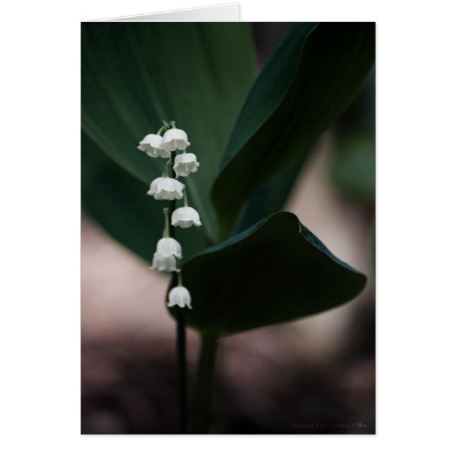 Sweet Bells Card (Devant)