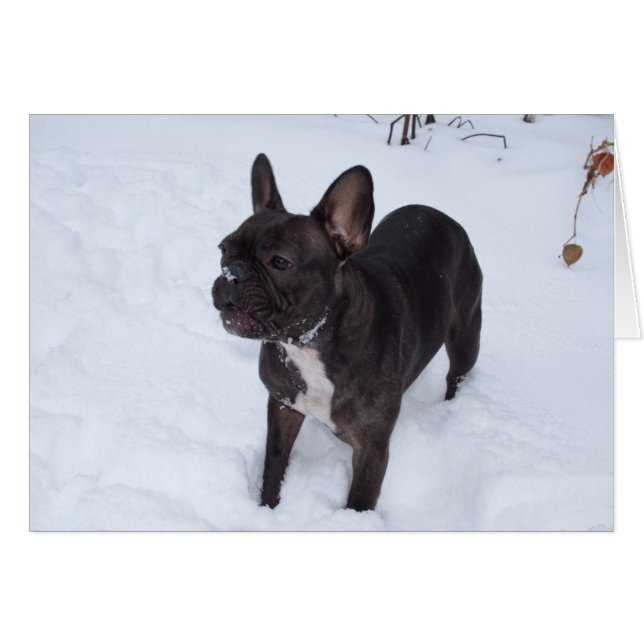 Sweet Black French Bulldog aime la neige (Devant horizontal)