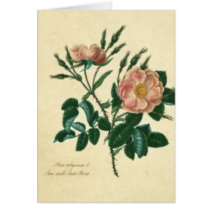 Sweet Briar Rose
