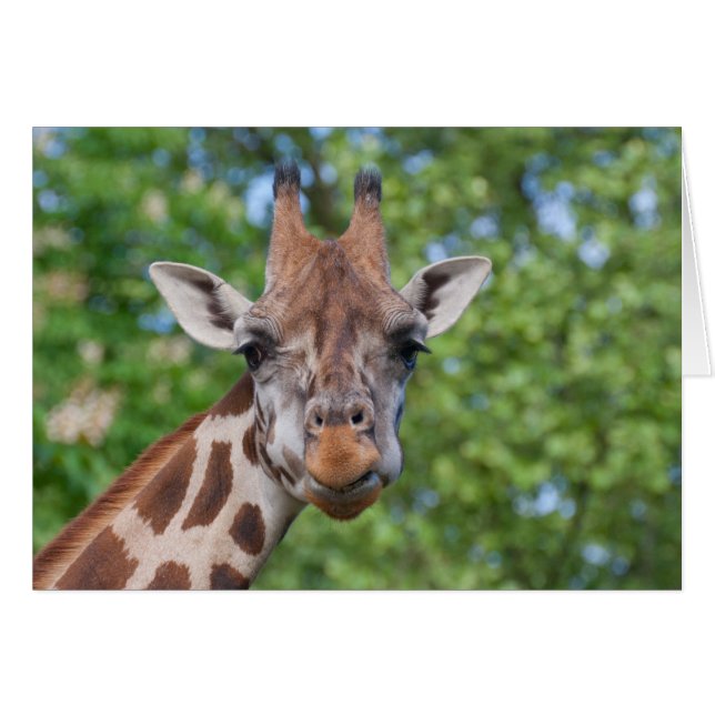 Sweet Curios Giraffe (Devant Horizontal)