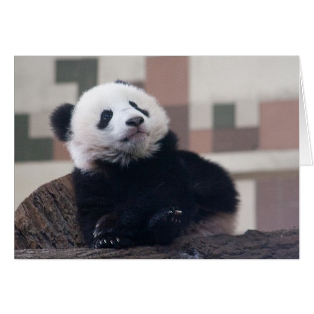Sweet Giant Panda Baby (Devant horizontal)