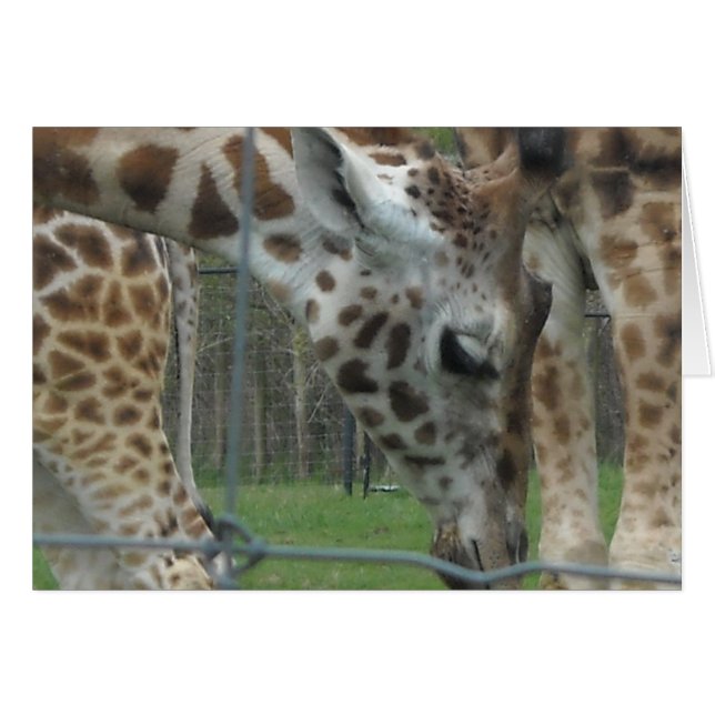 Sweet Giraffe (Devant horizontal)