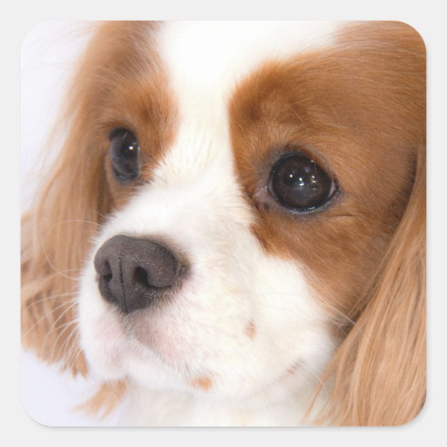 Sweet Girl Cavalier King Charles Spaniel Sticker (Devant)