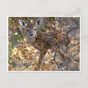 Sweet Little Fawn Deer in the Woods Photo Carte po