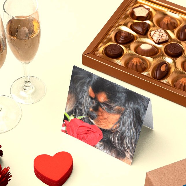 Sweet Love Cavalier King Charles Spaniel (Créateur téléchargé)