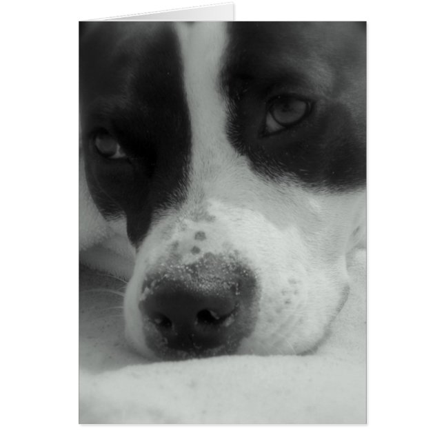 Sweet Maggie (Devant)