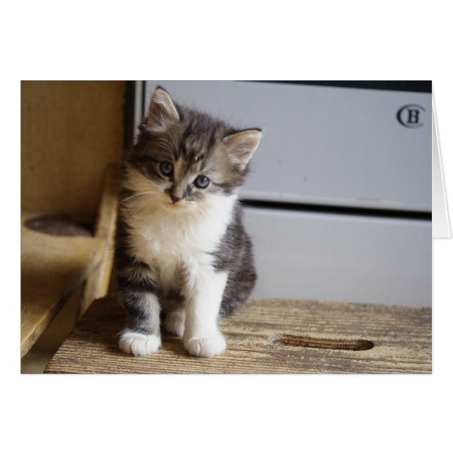 Sweet Tomcat Kitten (Devant horizontal)