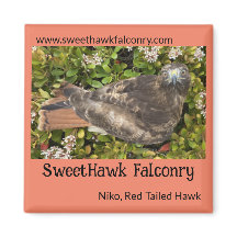 SweetHawk Falconry Niko Red Tail Hawk 2x2 Magnet