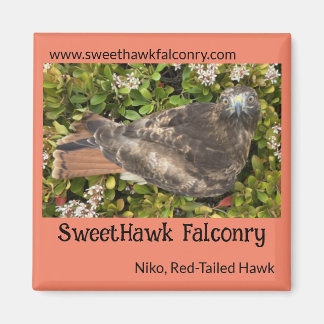 SweetHawk Falconry Niko Red Tail Hawk 2x2 Magnet